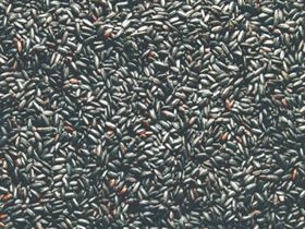 Black Rice Seed
