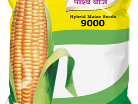 Hybrid Maize Corn 9000