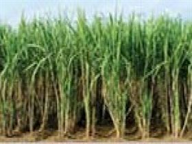 Sugarcane 
